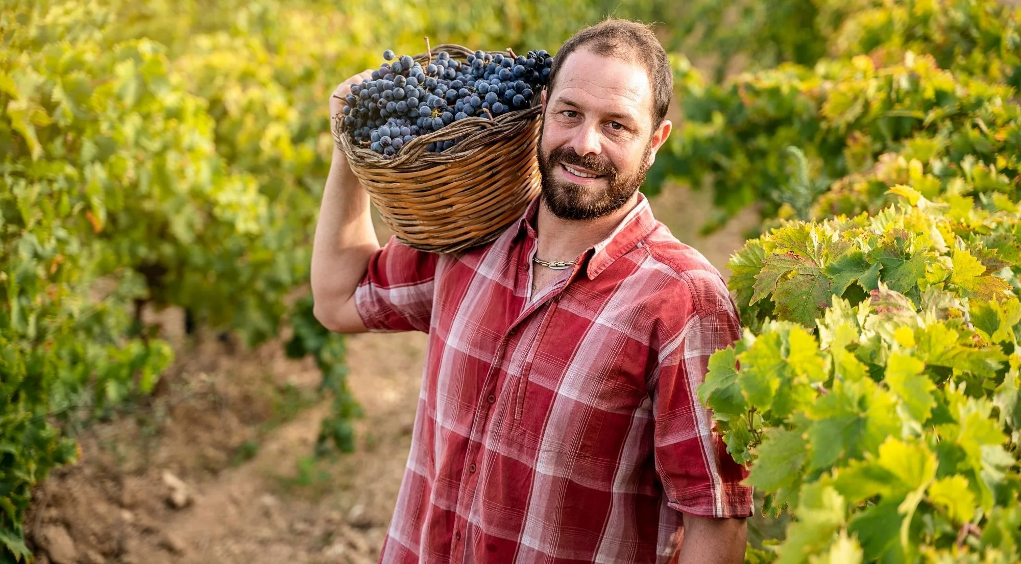 Vineyard worker carrying a harvest basket between the vine rows
