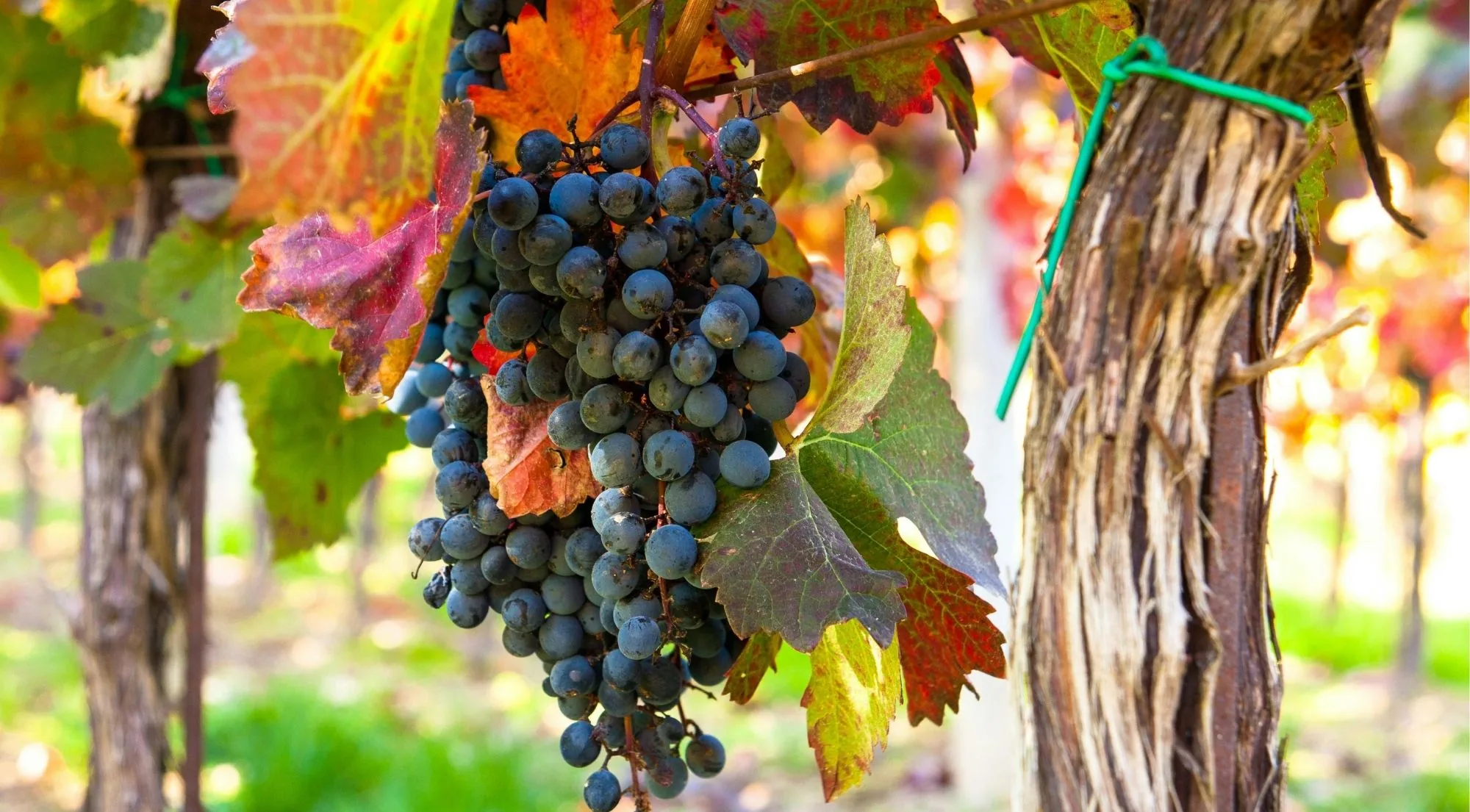 Ripe Nerello Mascalese grapes on the vine on Mount Etna